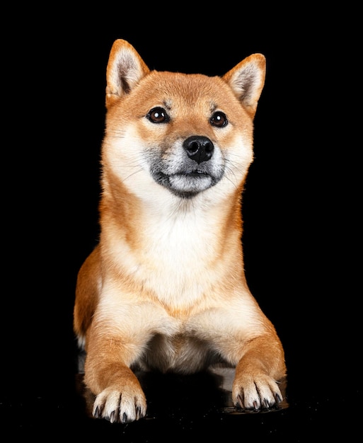 Foto shiba inu em estúdio