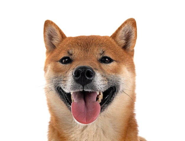 shiba inu em estúdio