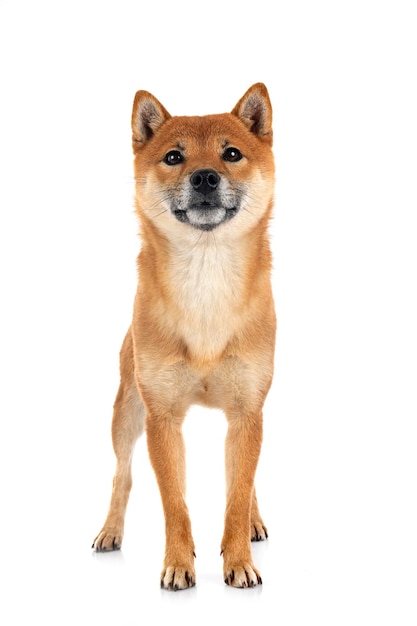 shiba inu em estúdio