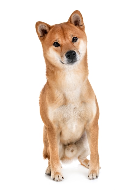 Shiba inu em estúdio