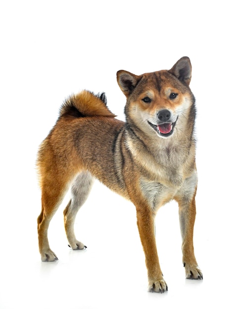 shiba inu em estúdio