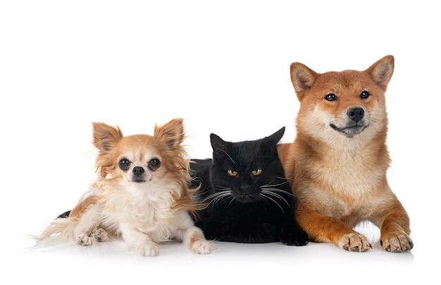 Shiba inu gato e chihuahua em estúdio