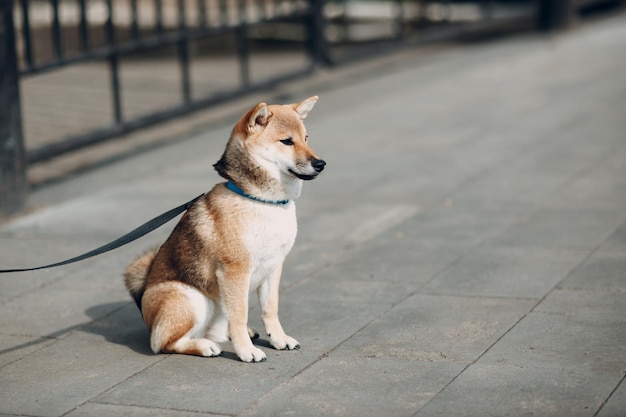 Shiba Inu Haustier japanischer Nationalhund im Freien