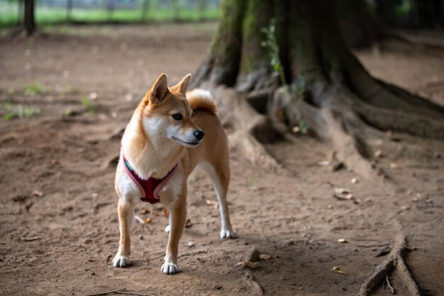 Shiba-Inu-Hund, der im Park steht Shiba-Inu-Porträt im Freien am Sommerhundestand im Wald