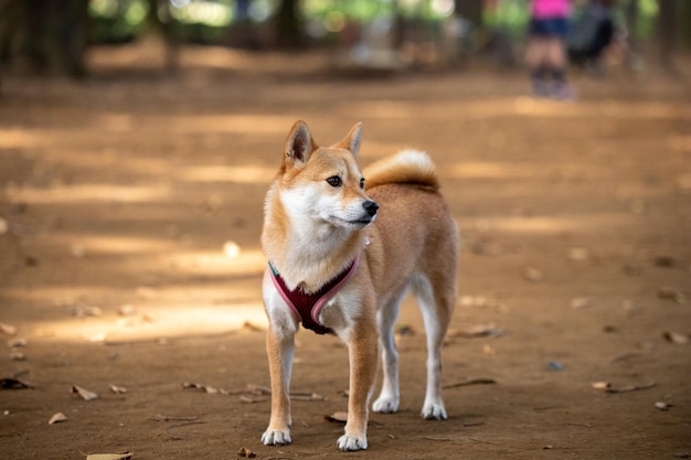 Shiba-Inu-Hund, der im Park steht Shiba-Inu-Porträt im Freien am Sommerhundestand im Wald