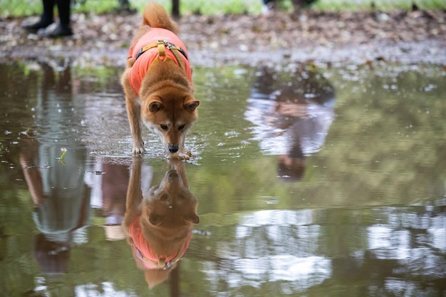 Shiba-inu-hund, der wasser schüttelt shiba-inu-hunde in einem blick auf das wasser