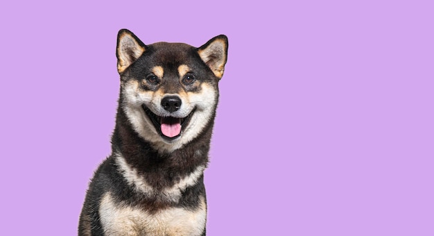 Shiba inu Hund hechelt und sieht glücklich aus auf einem violetten Hintergrund