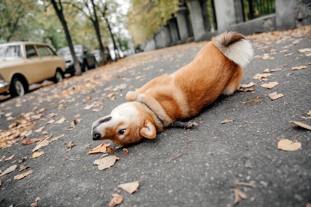 Shiba Inu-Hund im Freien. Herbst Herbstkollektionen. Hundespaziergang