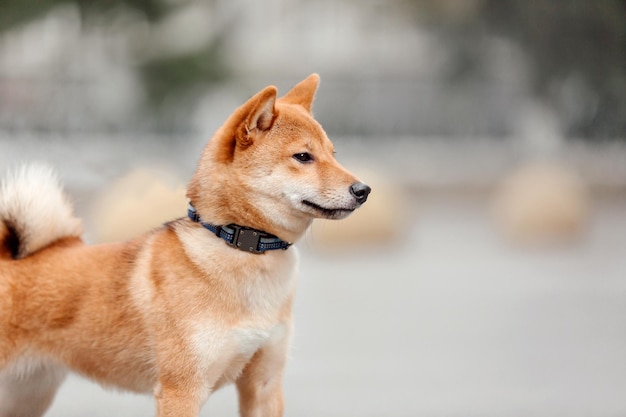 Shiba Inu-Hund im Freien. Herbst Herbstkollektionen. Hundespaziergang