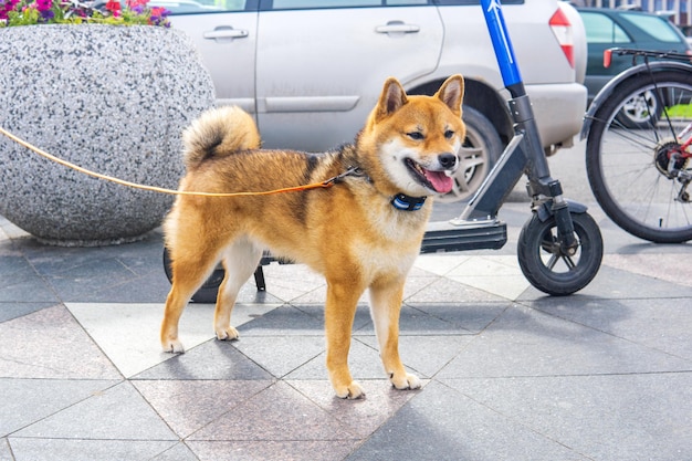 Shiba-Inu-Hund im städtischen Umfeld