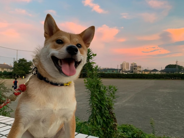 Shiba Inu-Hund mit Sonnenuntergang Junger roter Shiba Inu-Hündchen, der im Herbstgras im Freien steht