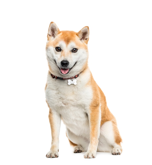 Shiba Inu Hund sitzt und keucht, ausgeschnitten