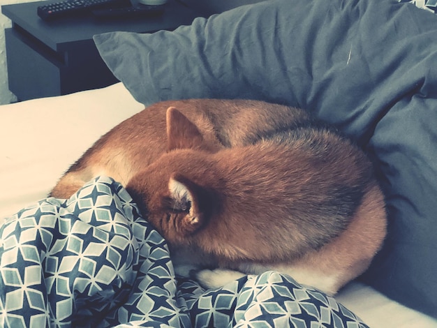 Foto shiba-inu-hund versteckt sich im bett