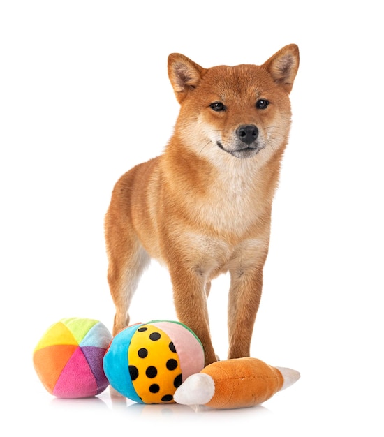 Shiba Inu im Studio