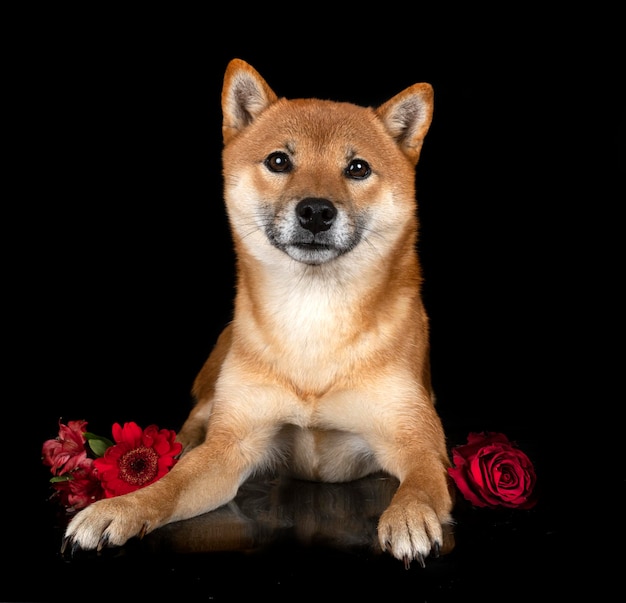 Shiba Inu im Studio