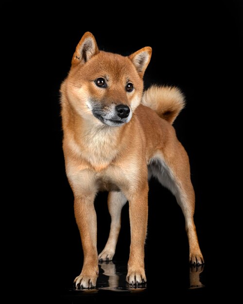 Shiba Inu im Studio