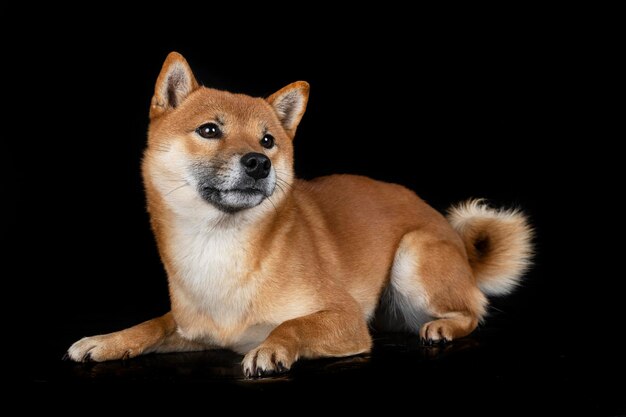 Shiba Inu im Studio