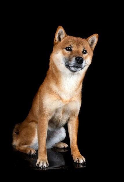 Shiba Inu im Studio