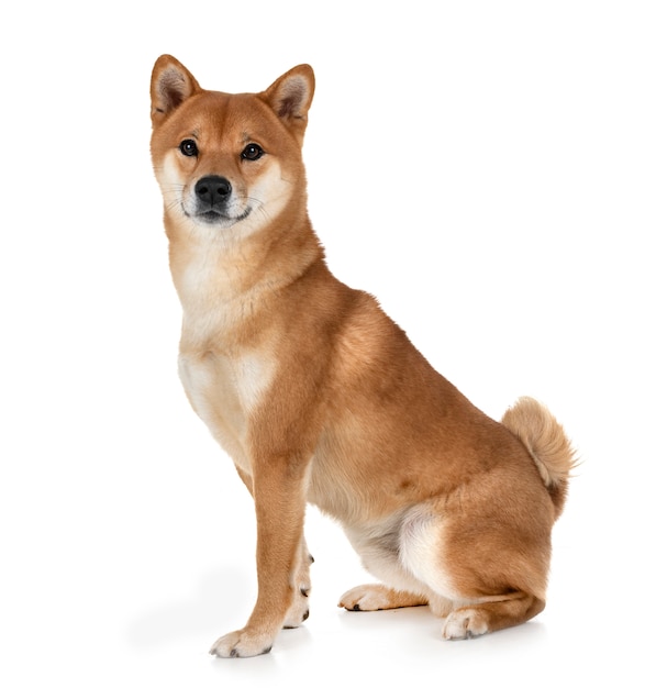 Shiba Inu im Studio