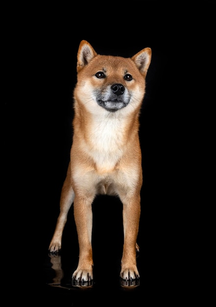 Shiba Inu im Studio