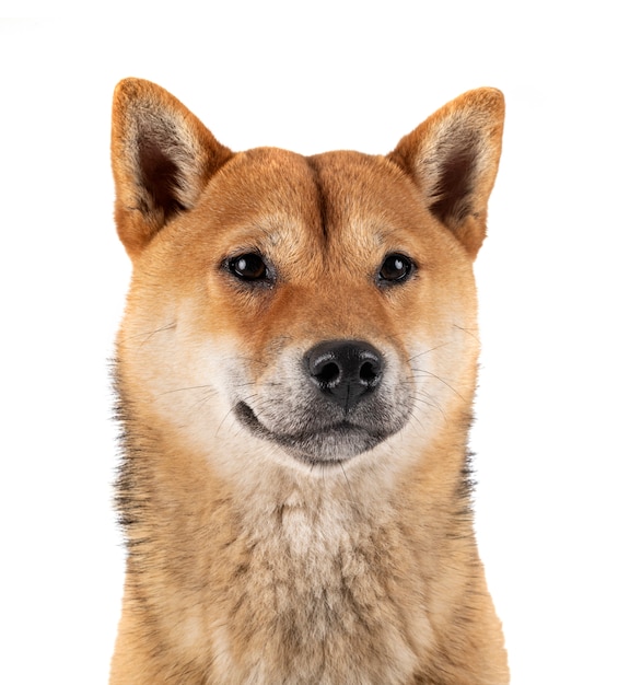 Shiba inu isolado