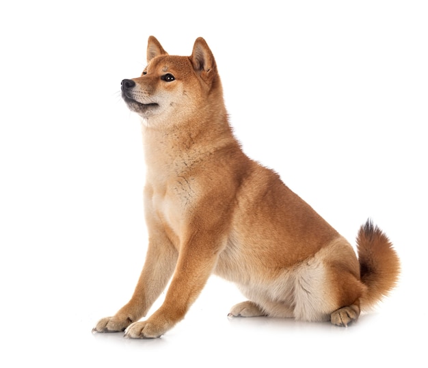 Shiba Inu isoliert auf Weiß