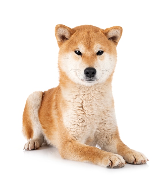 Shiba inu isoliert