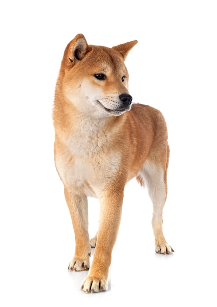 Shiba inu na frente