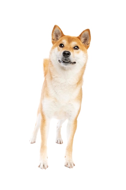 Shiba Inu perro de raza japonesa