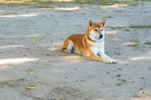 Shiba inu, raças de cães japoneses, um cachorro pequeno