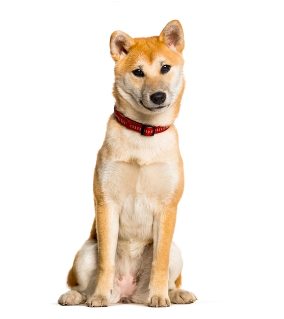 Shiba Inu sentado contra el fondo blanco.