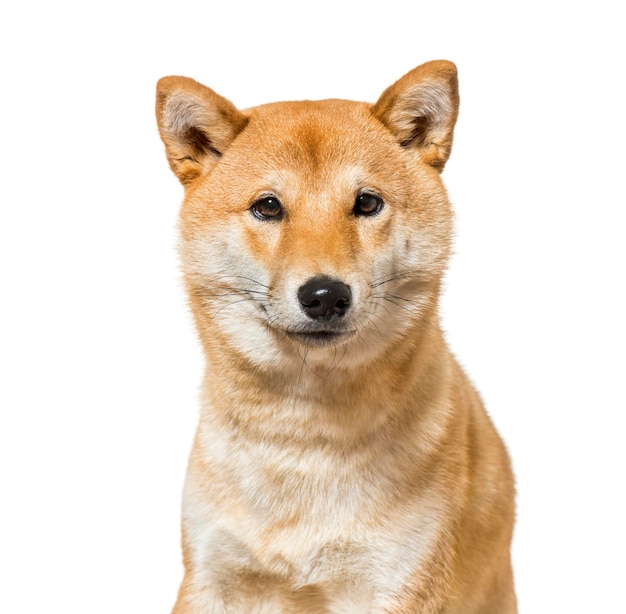 Shiba Inu sentado contra el fondo blanco.