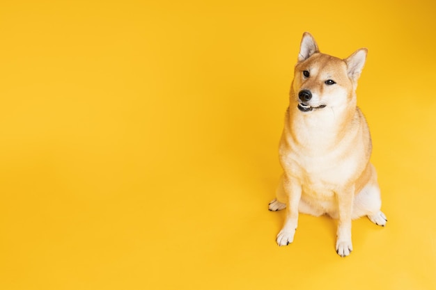 Shiba Inu süßer Hund auf gelbem Hintergrund