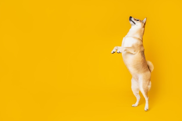 Shiba Inu süßer Hund auf gelbem Hintergrund