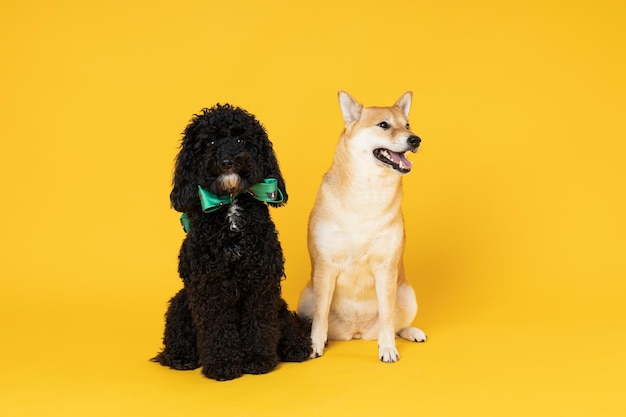 Shiba Inu y Toy caniche perros sobre fondo amarillo