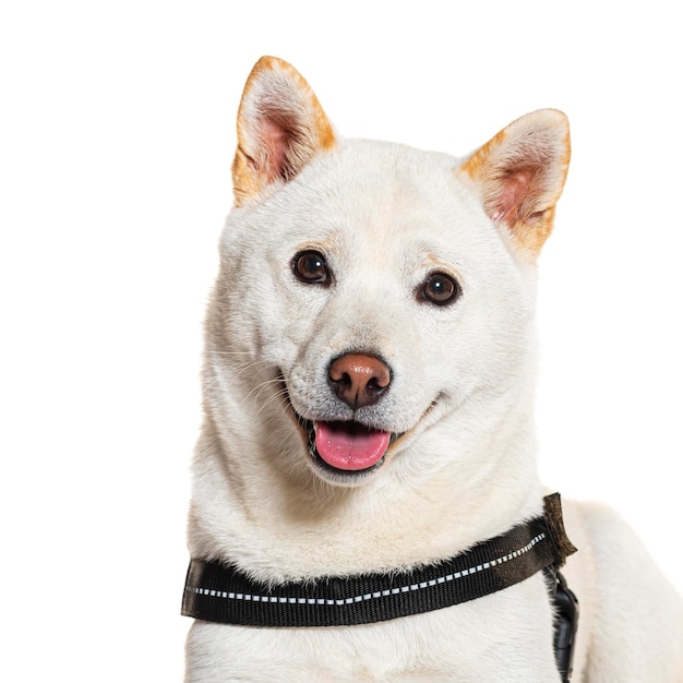 Shiba Inu trägt ein Geschirr, isoliert auf weiss