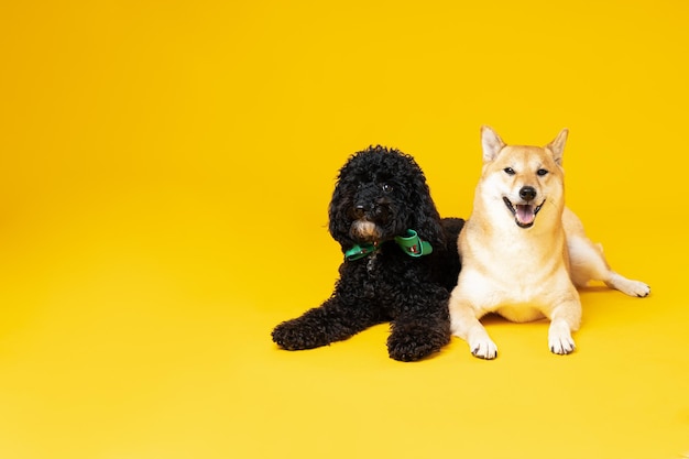 Shiba Inu und Toy Pudelhunde auf gelbem Hintergrund