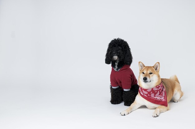 Shiba Inu und Toy Pudelhunde auf weißem Hintergrund