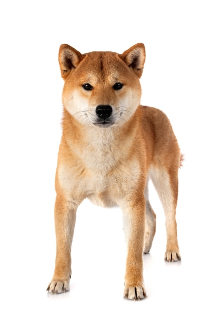 Shiba Inu vor weißem Hintergrund