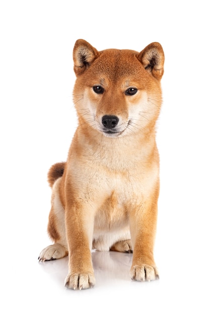 Shiba Inu vor weißem Hintergrund