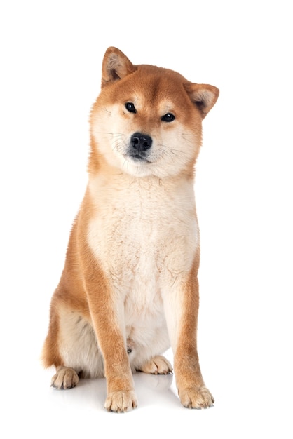 Shiba inu vor weißer Oberfläche