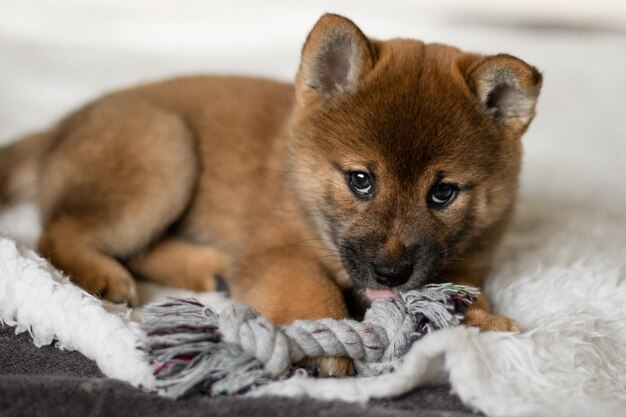 Shiba Inu züchtet Haustiere Porträt Der Welpe liegt auf dem Bett Ein süßer Welpe sieht aus und kaut auf einem Spielzeug