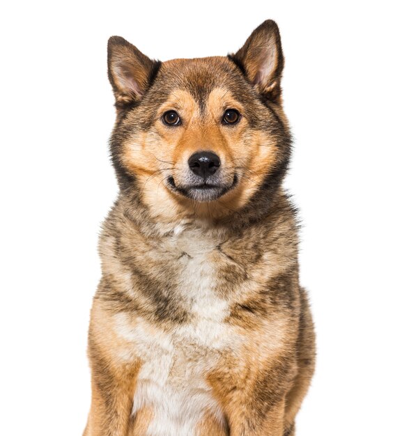 Shiba-Inu