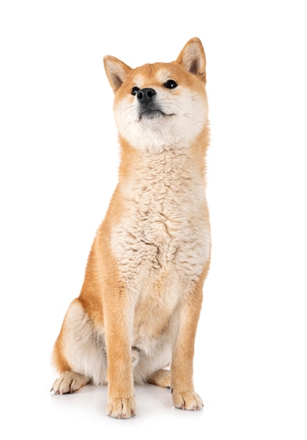 Shiba-Inu