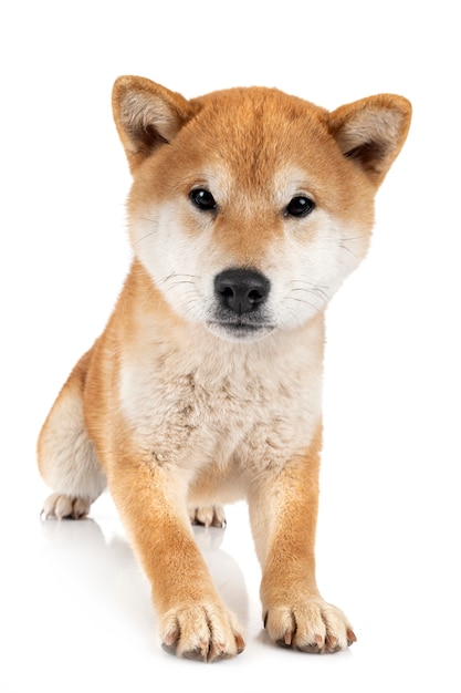 Shiba inu