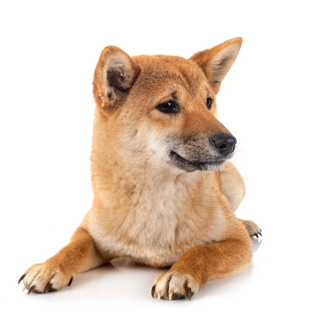 Shiba inu