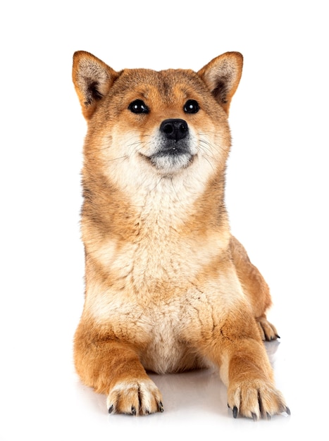 Shiba-Inu