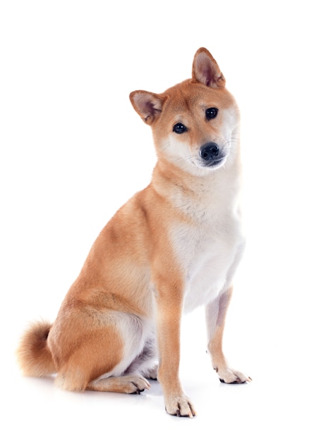 Shiba Inu