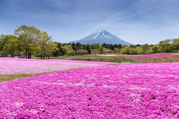 Shibazakura-Festival mit dem Feld des rosa Mooses der Kirschblüte-Kirschblüte mit Berg Fu