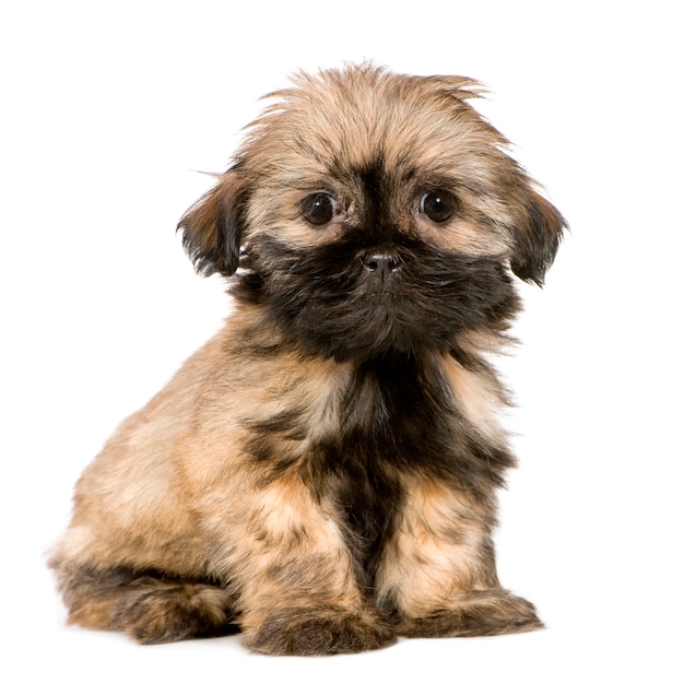 Shih Tzu (10 Wochen)